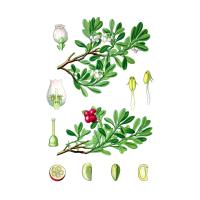 Толокнянки (Arctostaphylos uva-ursi (L.) Spreng.) листа экстракт LE, пакет крафт с zip-lock, 100 г